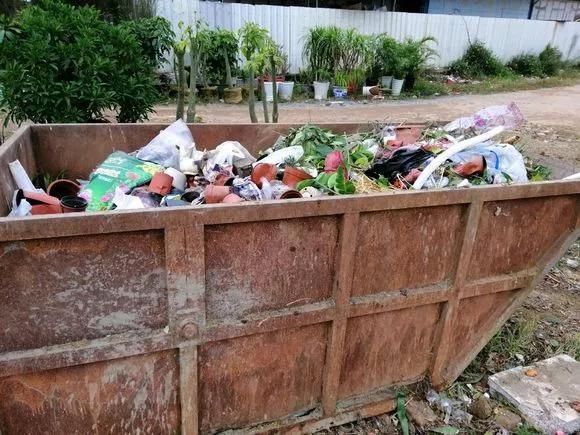 路边被人丢掉的名贵花,丢人也要捡,种盆里就开花