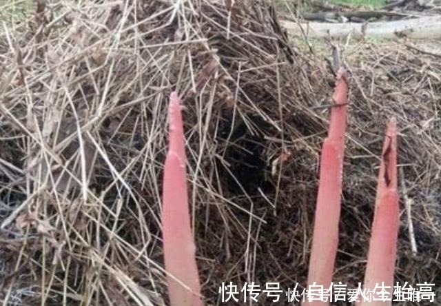 芳香脂|农村草堆里长出一种植物,吃起来非常可口,你知晓不?