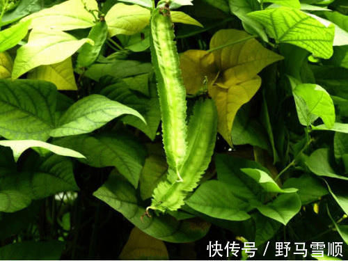 食物|女性不想显老,多吃三种食物,改善皮肤,美化容颜,保持肌肤弹性