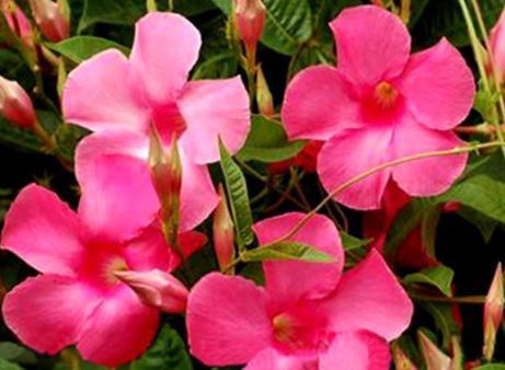 阳台养此款“草本花”，美成“小花园”，姿色艳丽，养在家中