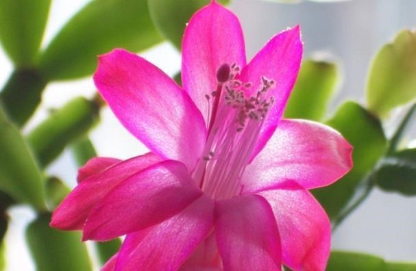 植物|爷爷养蟹爪兰,20天长成“胖墩”,学会3个秘诀,比施肥奏效!