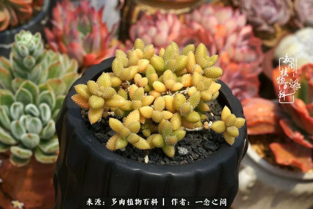 群友聊多肉没有最二只有更二,爆笑百科二群的二货二事!