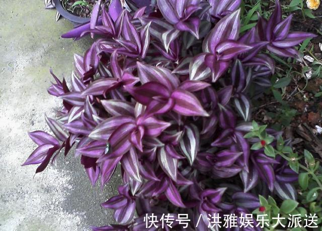 吊竹梅|3种吊兰别这么养,不然疯长爆芽,控制不住!