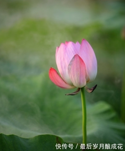 爱情闯进门|到了7月底，4属相吉星伴身，桃花满天飞，爱情甜蜜，可喜可贺