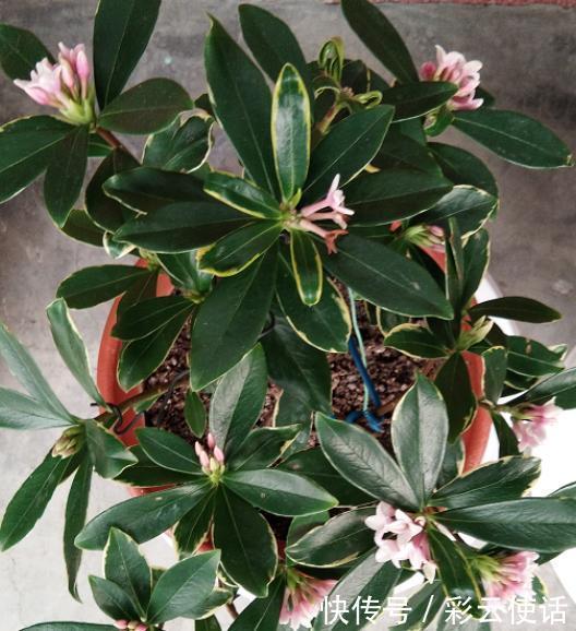 金边瑞香真好看,养起来却挺难,掌握3个要点,花朵美极了