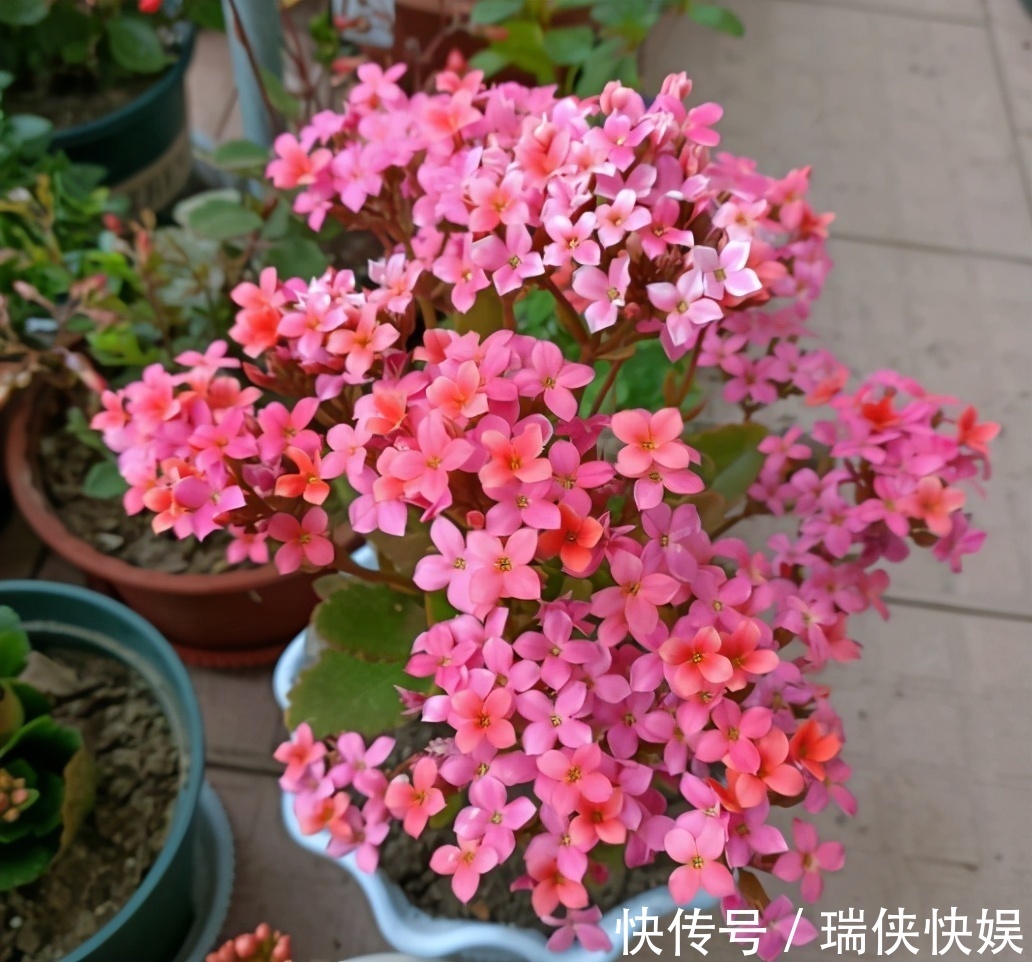 长寿花有“三怕”，新手一定要避免，合理养护才能爆盆开花