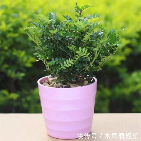 繁忙者|卫生间里3种盆栽,好看又好闻!关键是净化空气