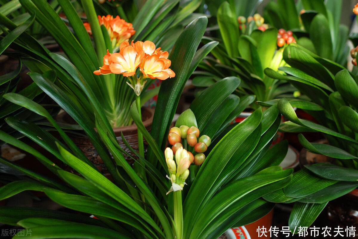 叶片|君子兰看似很好养护,日常管理中也要注意,细节处理好才长得好