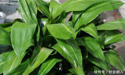 蜘蛛抱蛋|它的名字很搞笑,叶子做粽叶,根茎可入药,止痛、接骨、补虚弱