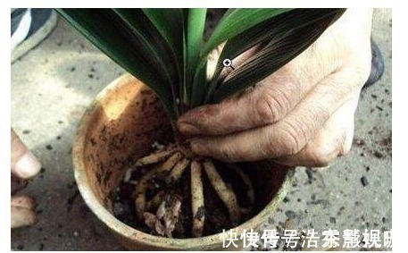 君子兰|君子兰、长寿花、蟹爪兰总不开花,可能盆里缺点它,加一点就开花