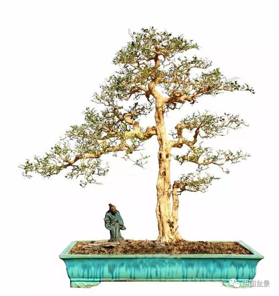 盆景,到底玩什么?