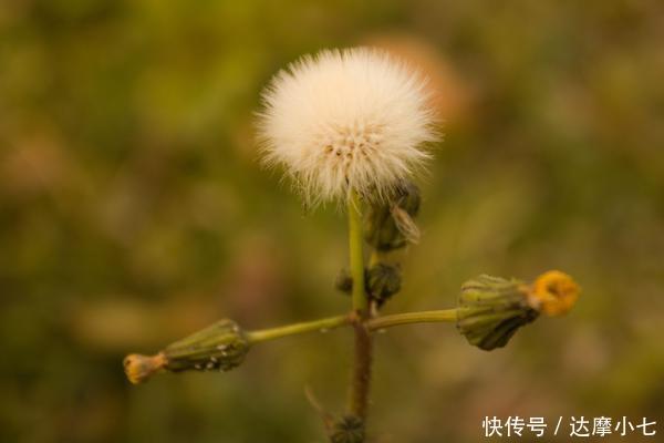 蒲公英能在48小时内,消灭98%的癌细胞?是伪科学还是真靠谱?