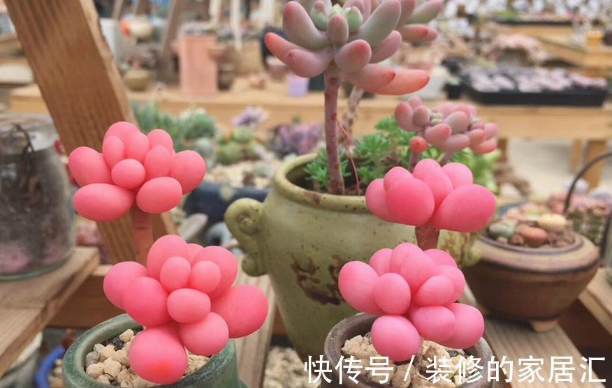花友们|草木灰养多肉,取材简单好制作,效果好得出奇