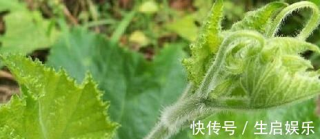 南瓜藤|南瓜藤常被人们扔掉,其实是个宝,可以治疗高血压,老人多吃有益