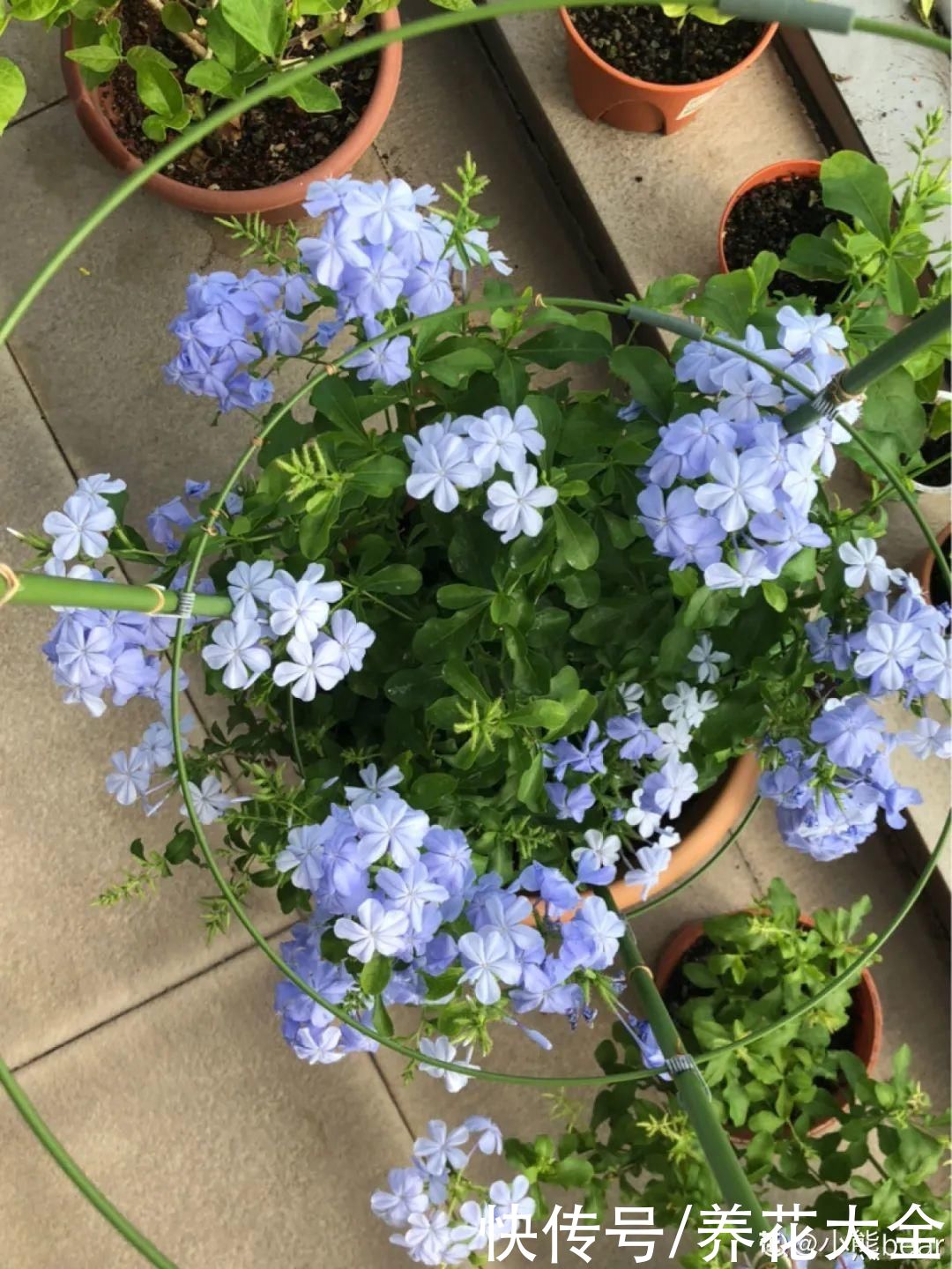 晒不死、热不死的花，越晒花越多，越热长越快