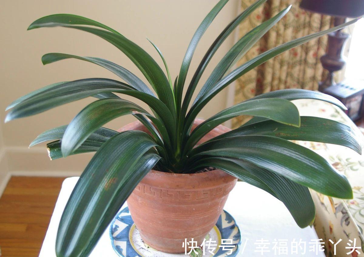 冬季养君子兰、牡丹该注意什么?注意把握细节,它们好看又好活