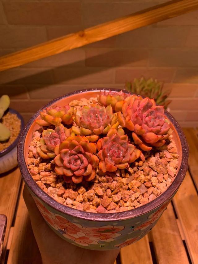 所爱隔山海,山海皆可平!多肉不只露养好看,灯光下的多肉也精彩