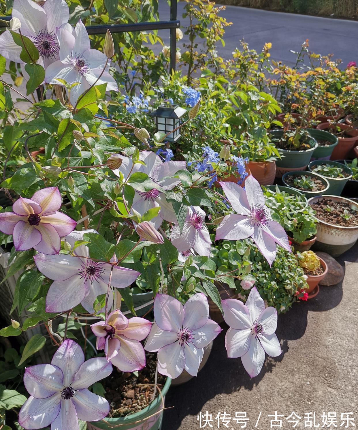 颜值|阳台还有位置,养棵“美好回忆”吧,颜值高,花期长,新手也能养