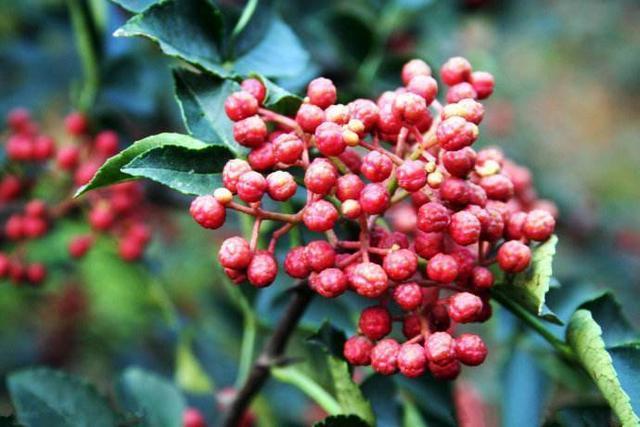 皮肤瘙痒|小小一粒,是湿气过重的克星!能祛湿气、治疗痛经,呵护女人健康