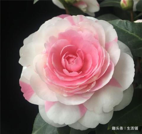 茶花开花少教你2招，花儿开满枝，年年开花多！