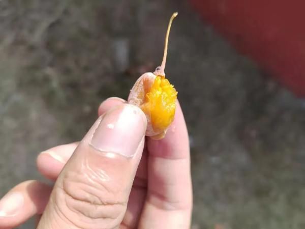 银杏|阜阳已出现！不要吃！有毒！