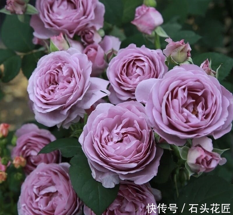 花朵|寓意“紫气东来”的5种花,养在家里“年年”都能开,太赞了