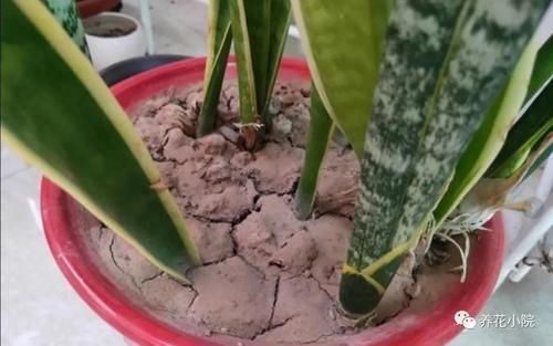 叶子|虎皮兰不长新叶子,在花盆里埋点“小东西”,开春呼呼冒新芽