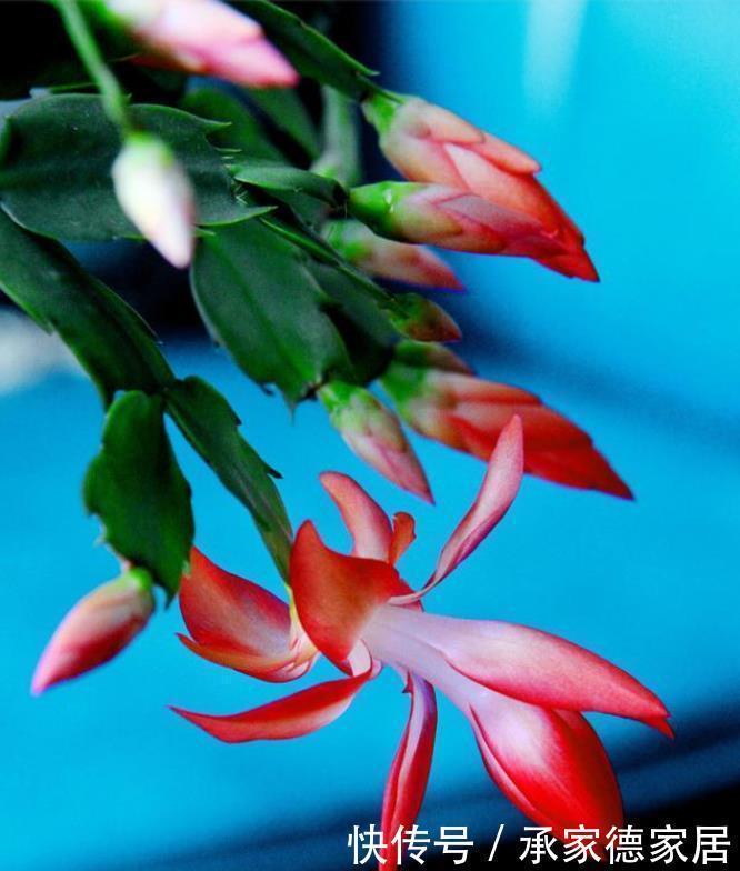 花苞|蟹爪兰开花期间,做好3个掐,开花多,复花快