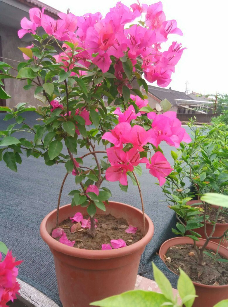 三角梅打顶后分枝少那就让三角梅换个姿势养，分枝多又壮