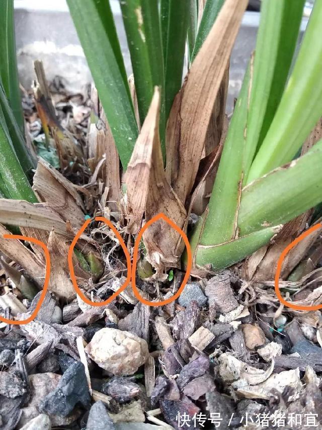 花葶|兰花为什么不开花清楚兰花叶芽和花芽的发育过程,开花爆盆