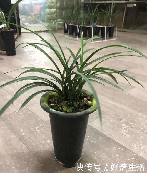 根壮|兰花适合“懒养”,这三点别做太勤快,才会根壮叶绿,花开不断!