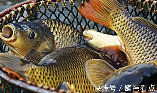 鱼胆|鱼身上最脏的部位,有大量寄生虫,还有很多人拿来当美食!