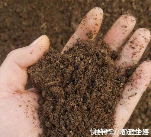 三角|三角梅花期浇水施肥有了新方法,让你的三角梅越开越鲜艳