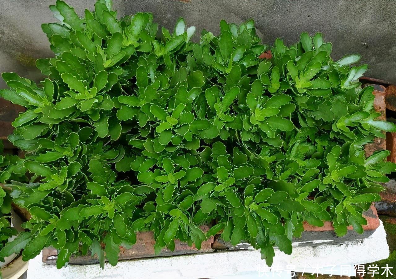 长寿花老不活?5个要点做到,“百分百”成活,长满一阳台花骨朵