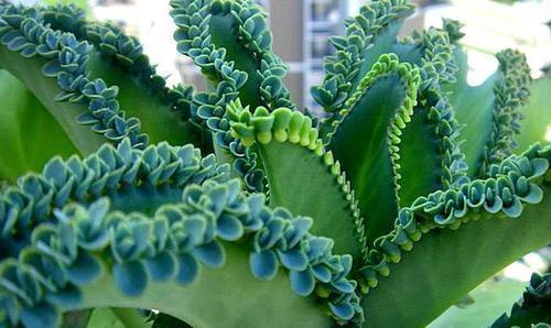 观赏价值|3种漂亮花,种在小盆里,不建议地栽,否则泛滥成灾,根本清不掉