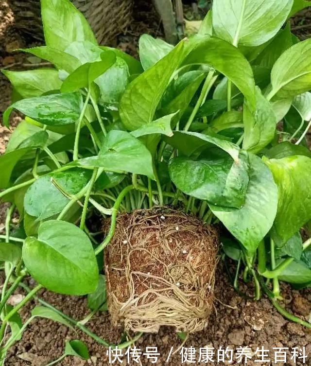 买的花总不活,秘密全在花盆里,搬起来看看才知道!