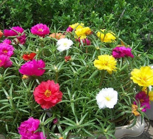 种花|3种花,扦插最好活,枝条沾土就生根,不出俩月长满盆