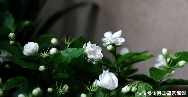 花卉|茉莉、三角梅开得旺，土里两种花肥很重要，添一点就有明显效果