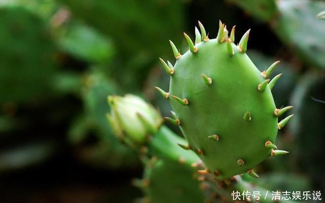 浇水|仙人掌都能养死,那你真是个“高手”,是不是“勤快”用错地方了