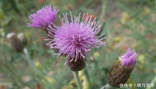 植物|这种“野花”采摘要带工具,摘下直接煮水喝,对人身体好