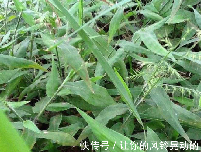 竹叶|野外一种长得像竹叶的野草,曾是皇室用品,人称“帝王之草”