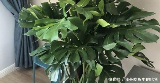 叶子油|什么残茶水、蚯蚓粪都不如它,往盆里埋10滴,叶子油亮开花旺!