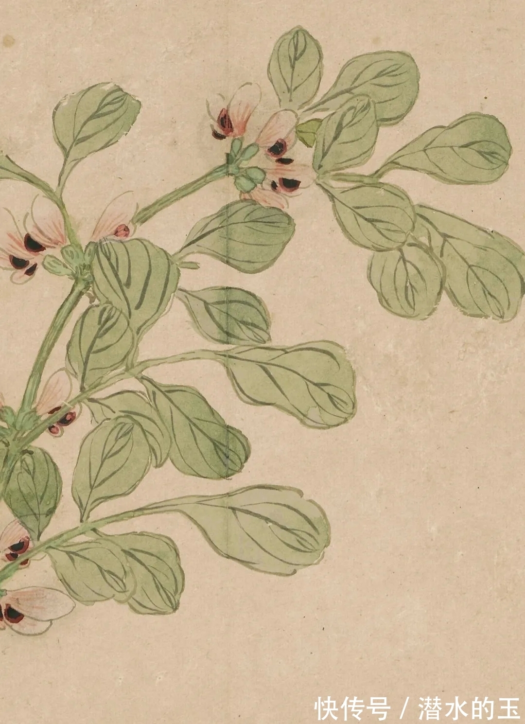 花卉图$汪士慎:一生心事为花忙丨私享艺术