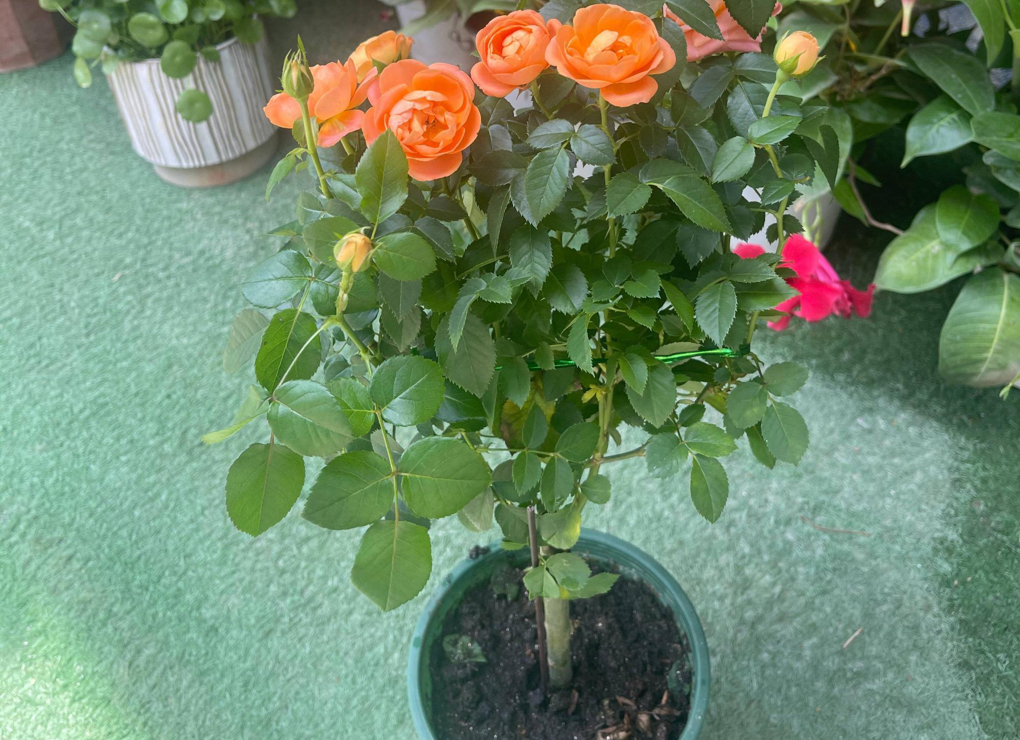 施肥|这3种花,冬季要给肥,才能叶肥厚,有花苞,开得更灿烂漂亮