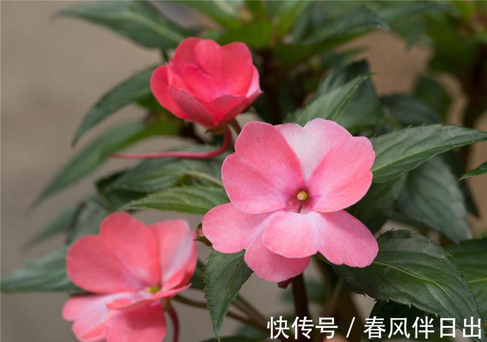 水仙花|养花试试这几款，洁白无瑕，香味浓郁,养护得当能开花不断