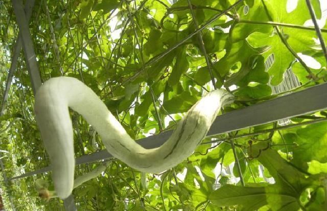 六月,宁可不吃肉,也要多吃此瓜,它是蔬菜“