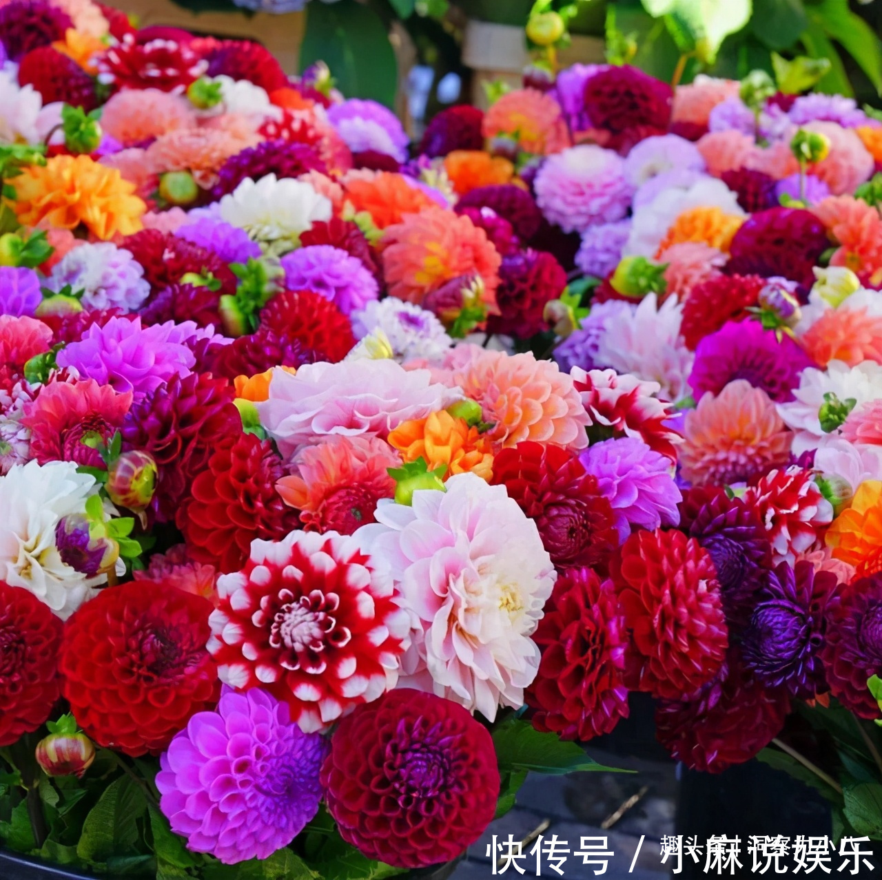 被名字耽误的“网红花”,“花大如碗口”颜色艳,一花能熏一室香