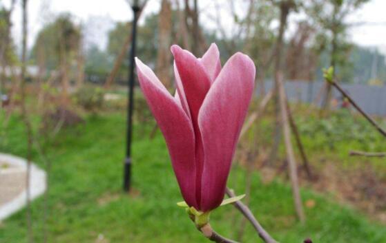 几款花朵,花期长易成活,常年开花不断,观赏性强,芳香满阳台