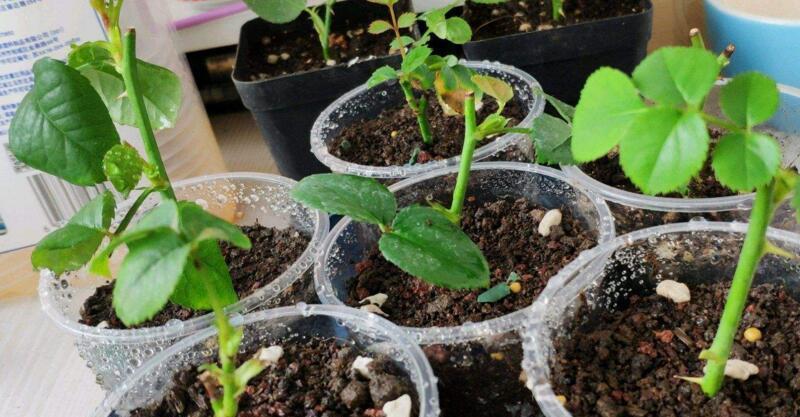 月季花|秋天扦插“4种花”,易生根,爱生长