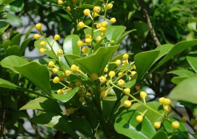 “阿司匹林”养米兰这样养，才能让它四季开花，生长不间断